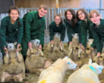 Vet Students with Sheeps