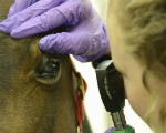 Horse eye inspection