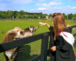 graduating student and cow