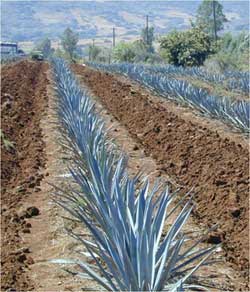 Agave