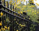 Flowers on Downing Site