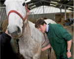 Vet student with horse