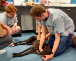 Vet student with dog