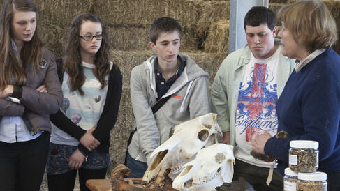 Veterinary food demo