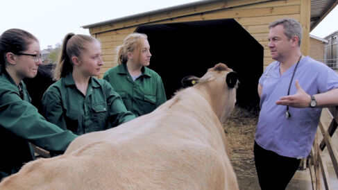 Vets with cow