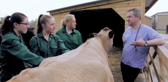 Vets with cow Vets with cow