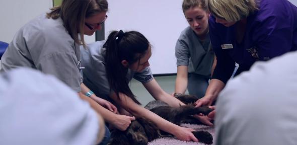 vet students with dog 2